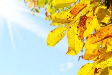 Walnusslaub in Herbstfärbung