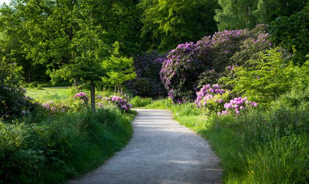 Rhododendron in Wiligrad